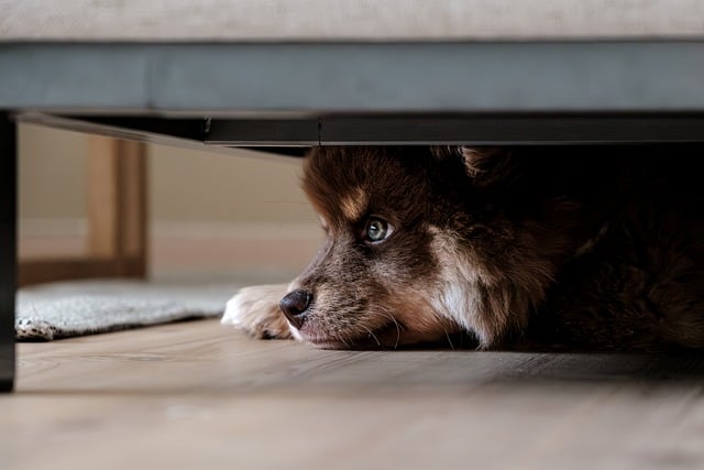 finnish-lapphund-8355620_640