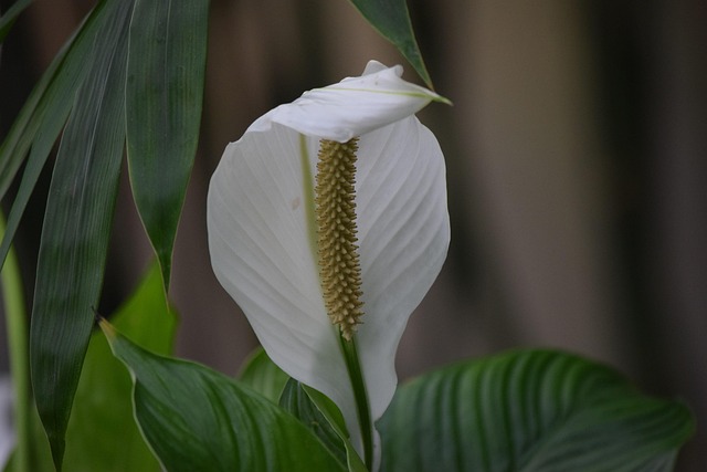 flower-5389388_640
