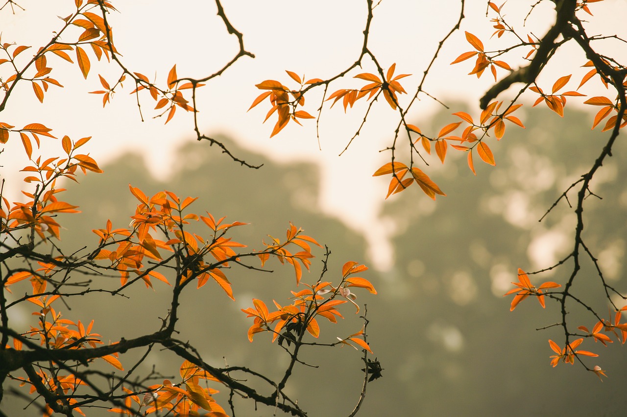 forest-6631518_1280