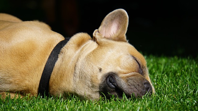 french-bulldog-4291119_640