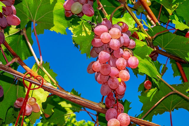 grapes-3633375_640