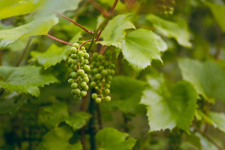 grapes-6828038_1280