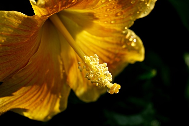 hibiscus-6999568_640
