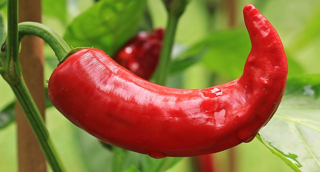 hot-peppers-1539472_640