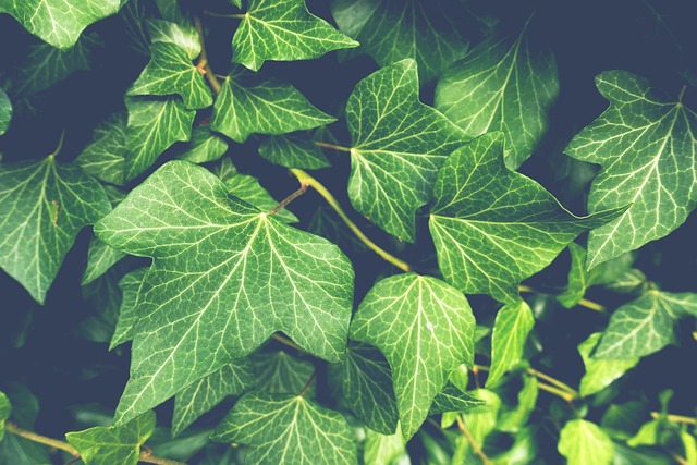ivy-3519431_640
