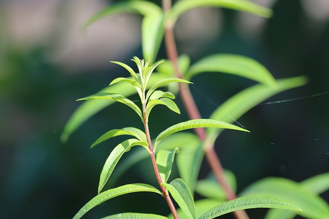 lemongrass-3926686_640