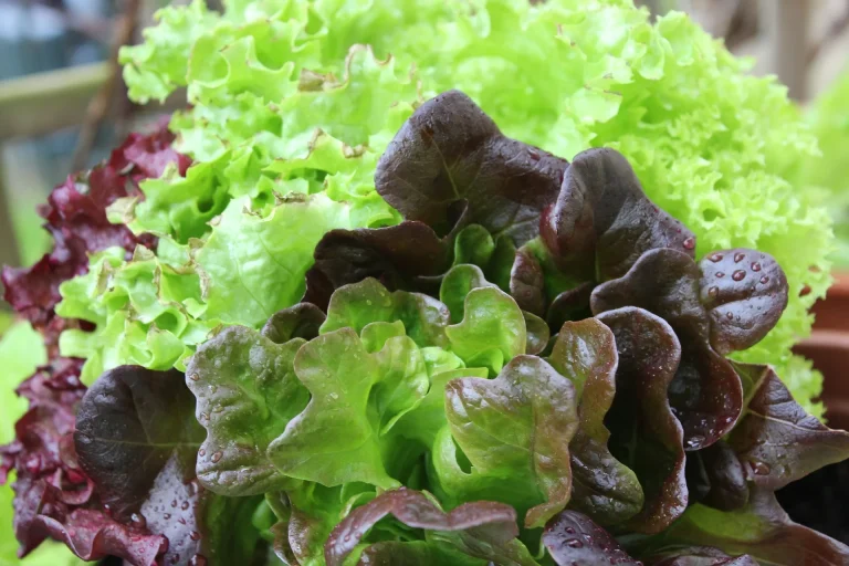 lettuce-gf7267f411_1920