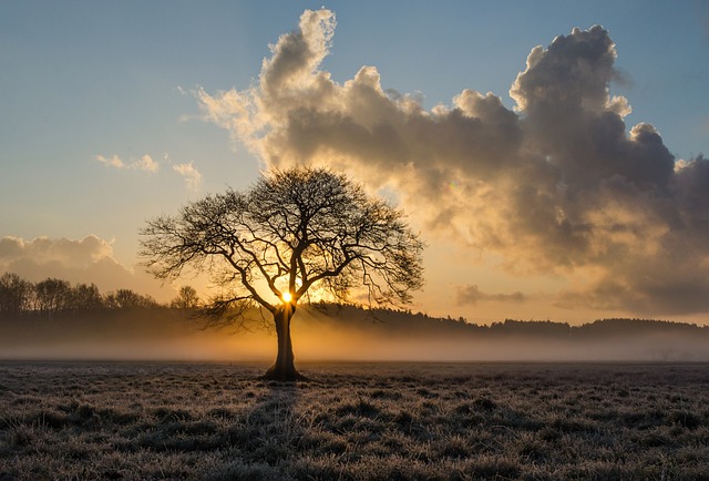 lone-tree-1934897_640