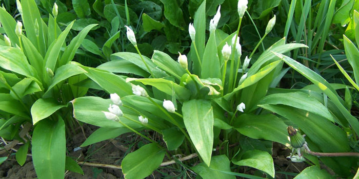 medvehagyma