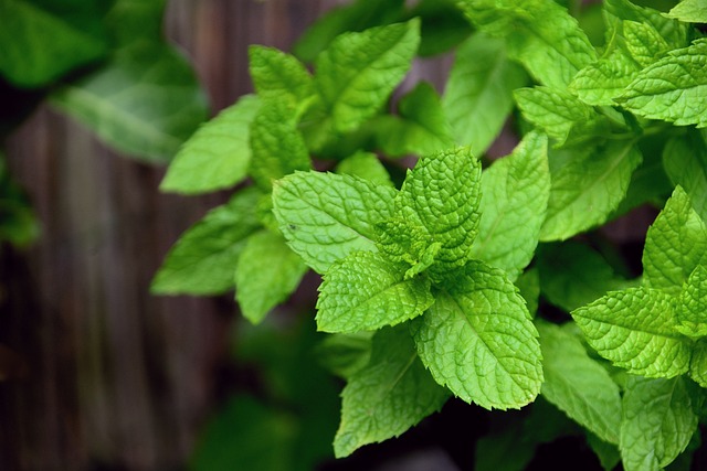 Miért nem hoz egészséges leveleket a menta? Okok és megoldások