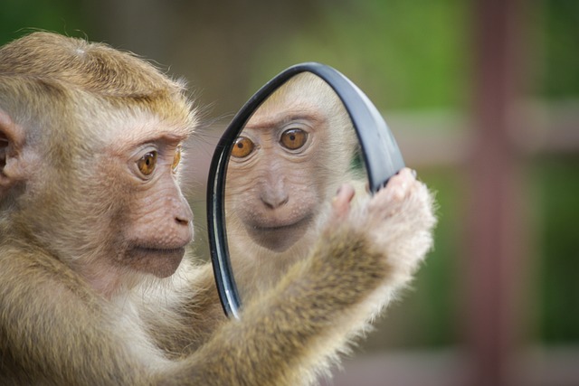 monkey-4788334_640