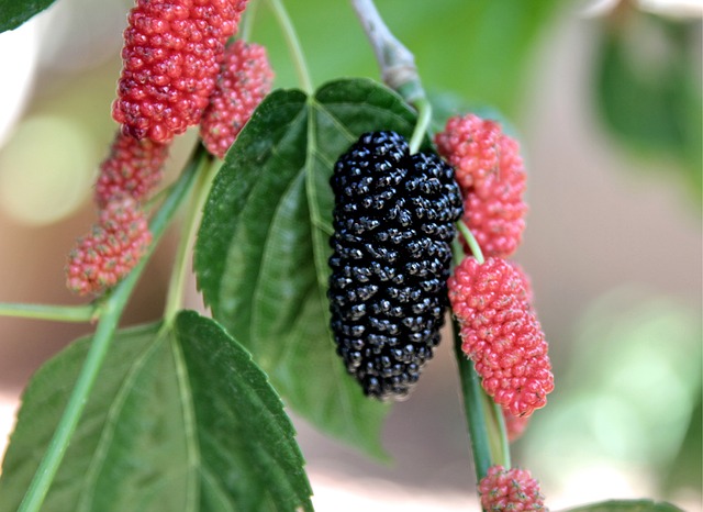 mulberry-5092327_640
