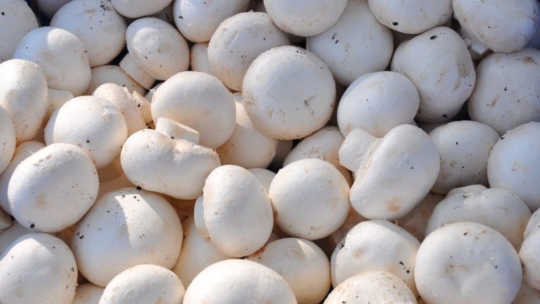 mushroom-700038_1280