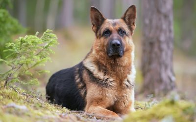 Mi jellemzi a közép-európai juhászkutya személyiségét? Egy igazi társ kutyabarátoknak