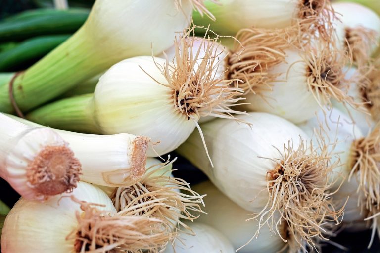 onion-1415814_1280