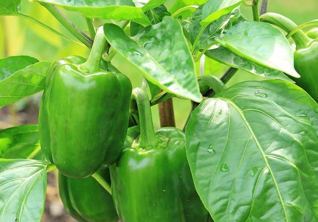 Milyen magasra nőhet egy paprika tő? Ismerd meg a növekedést befolyásoló tényezőket