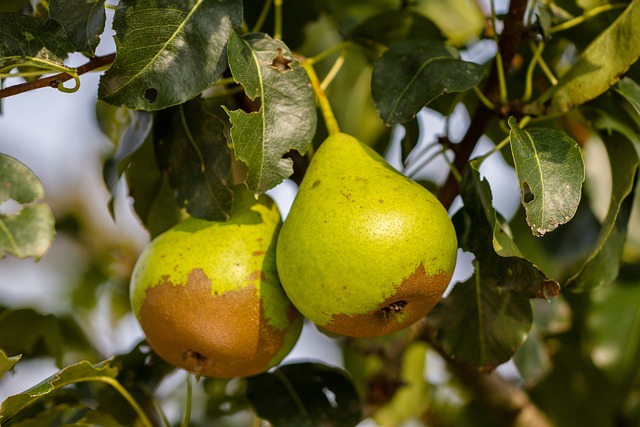 pears-2709608_640