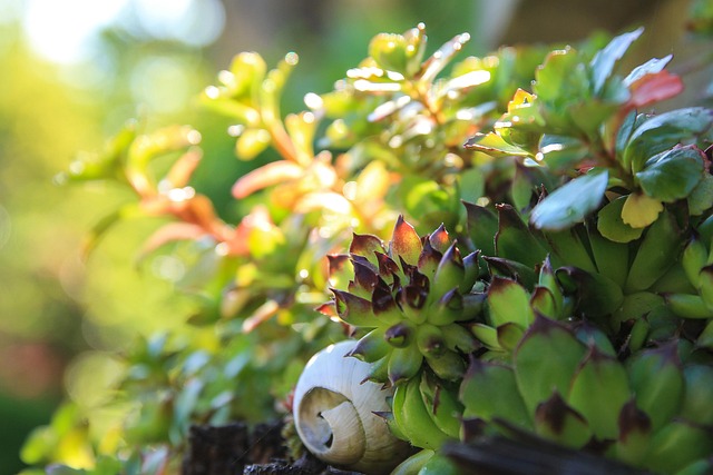 plant-2297571_640