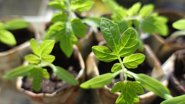 plants-999375_640