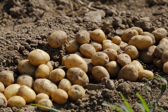 potato-983788_640