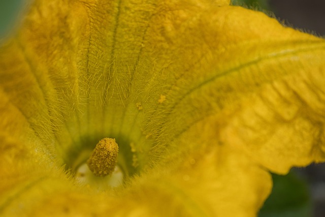 pumpkin-blossom-7507512_640