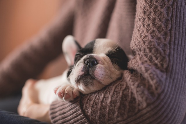 puppy-1850276_640