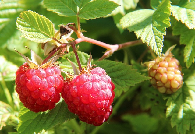 raspberries-1700485_640