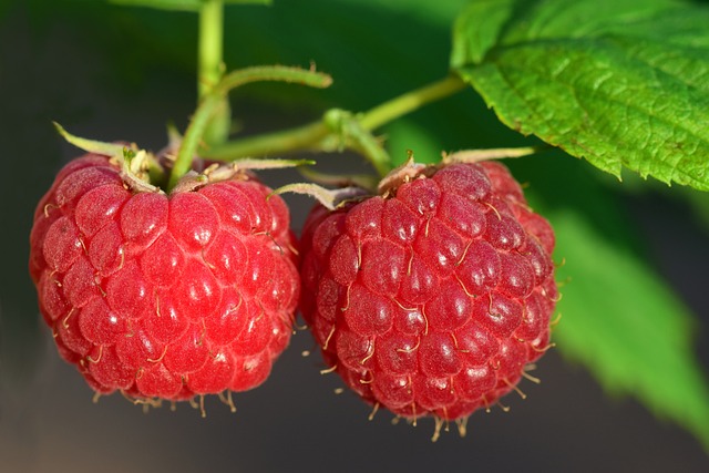 raspberries-3454504_640
