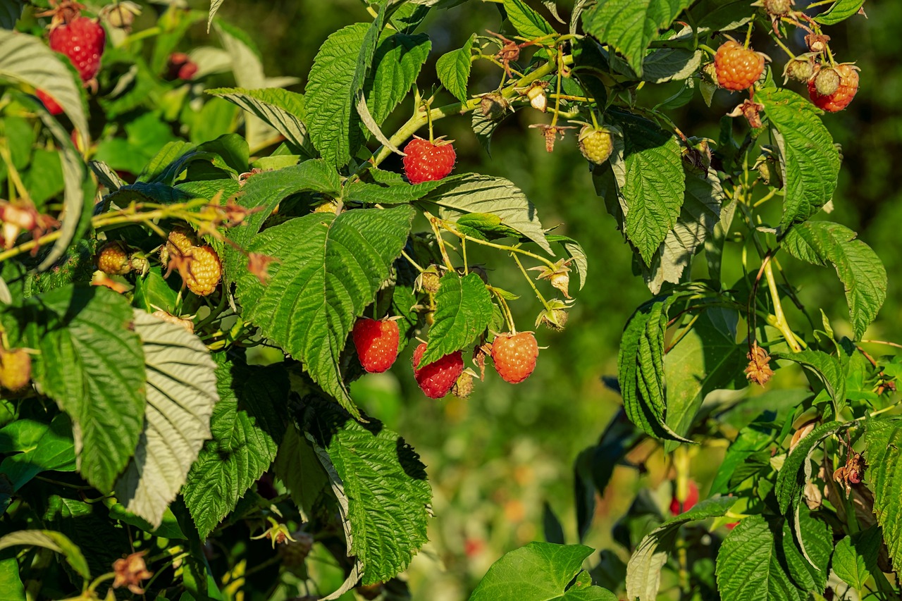 raspberries-3609266_1280