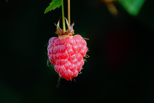 raspberry-3533909_640