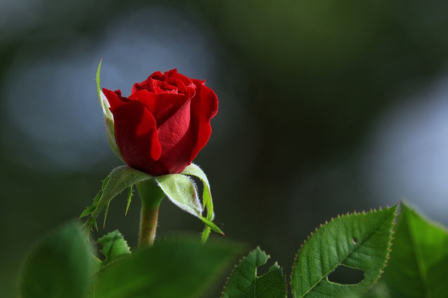 rose-3499375_640