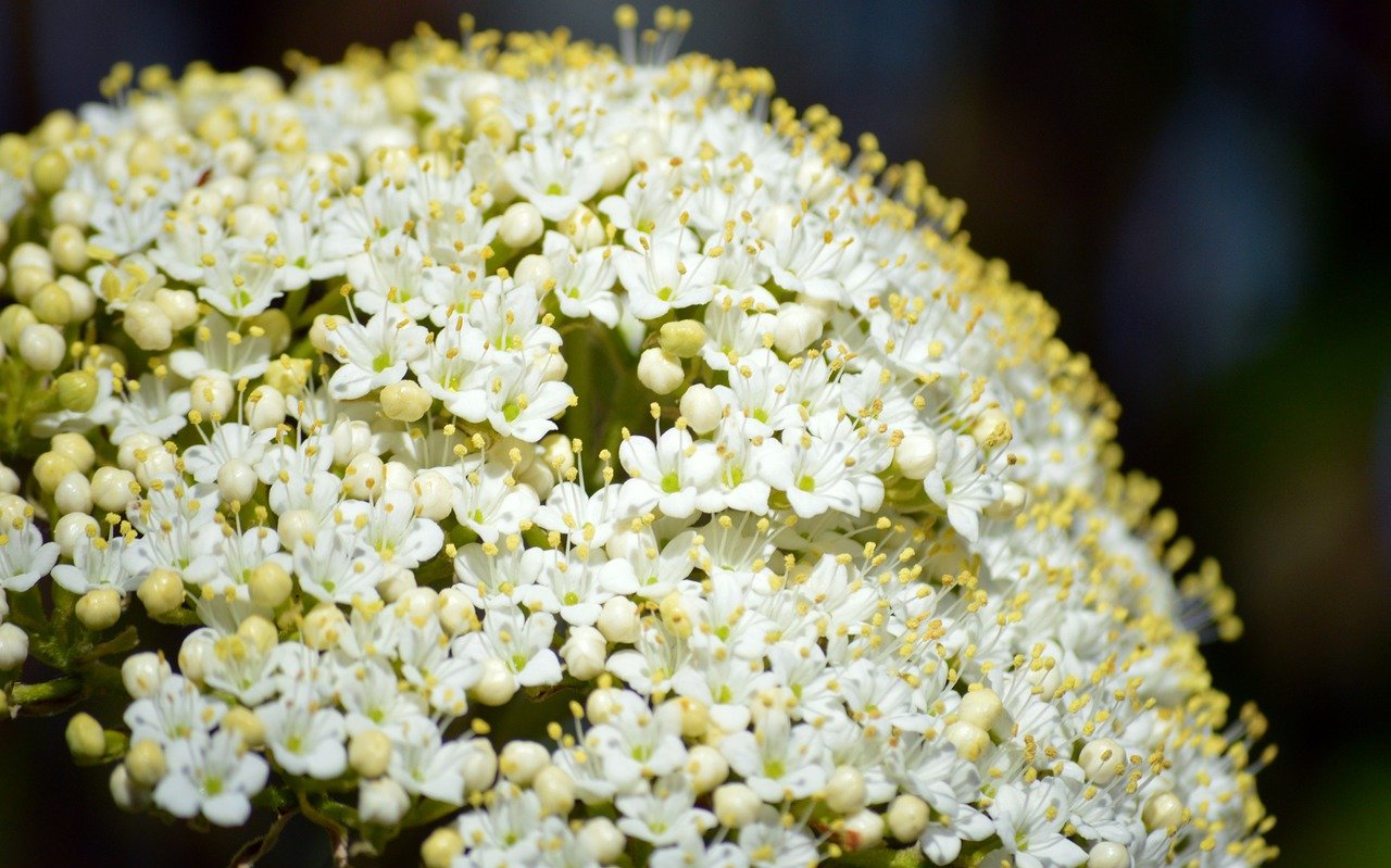 sambucus-nigra-7983580_1280