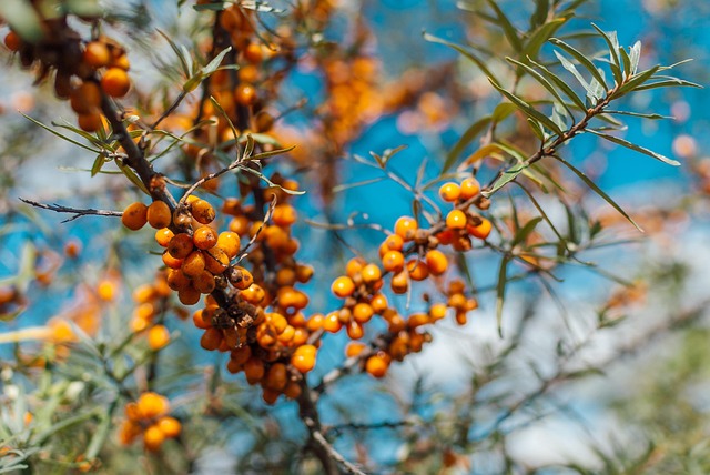 sea-buckthorns-4476857_640