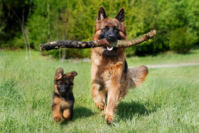 shepherd-dog-4357790_640
