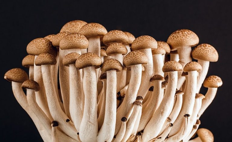 shimeji-mushroom-389421_960_720-1