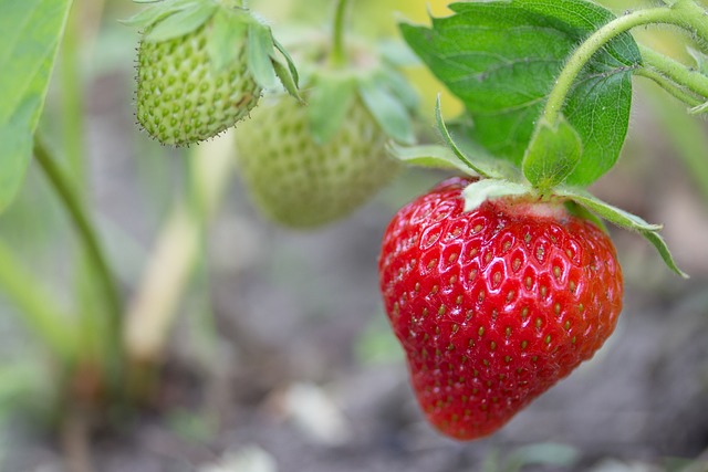 strawberry-2343487_640