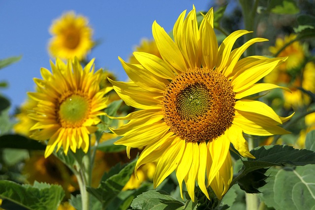 sunflowers-3526901_640