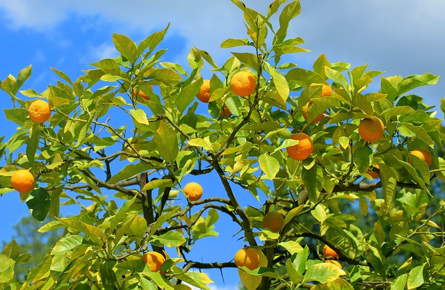 tangerines-5366002_640