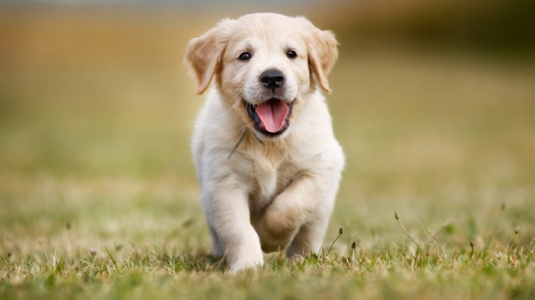 Happy golden retriever puppy