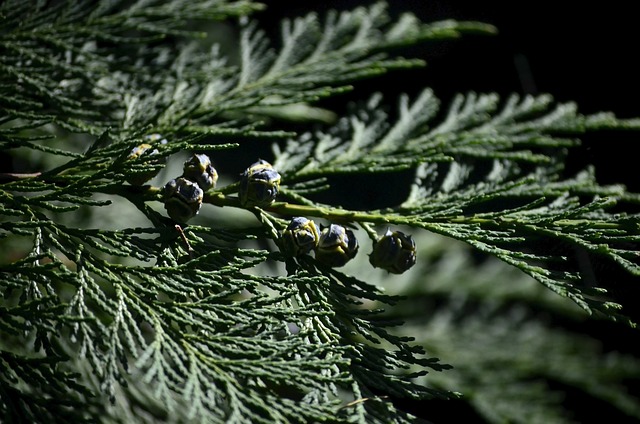 thuja-7419938_640