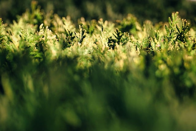 thuja-7729313_640