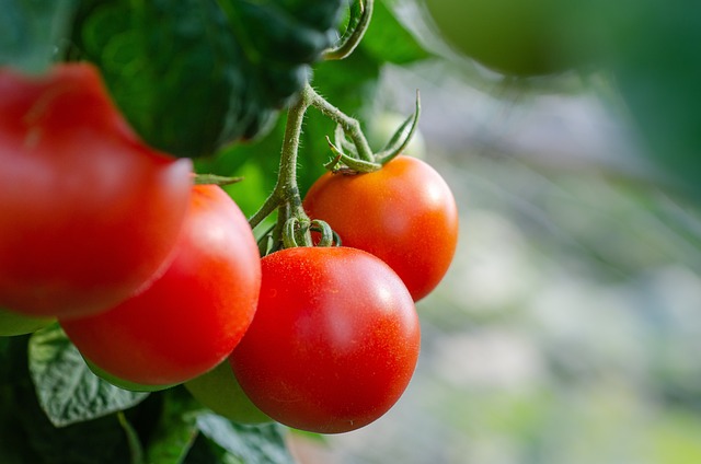 tomatoes-5566744_640