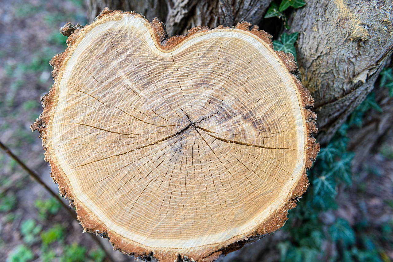 tree-stump-6524505_1280