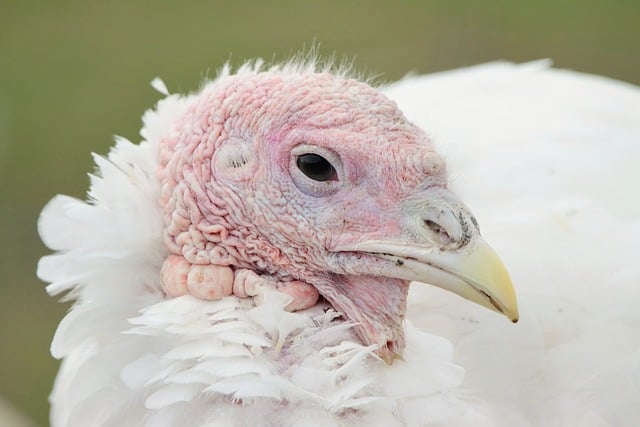 turkey-8604810_640
