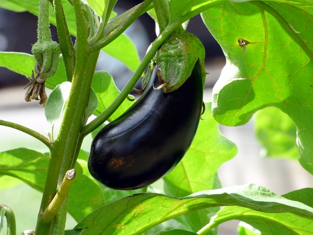 vegetable-2584412_640