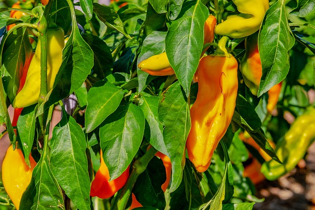 vegetables-3638549_640