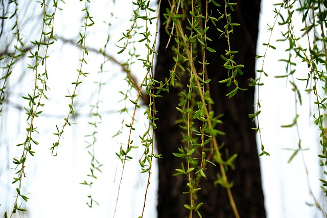 willow-4955372_640