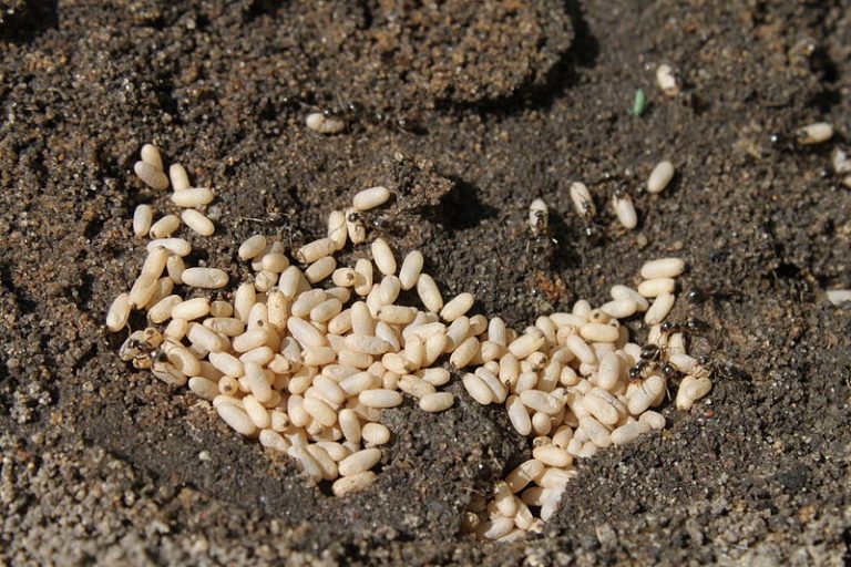 800px-Ant_eggs