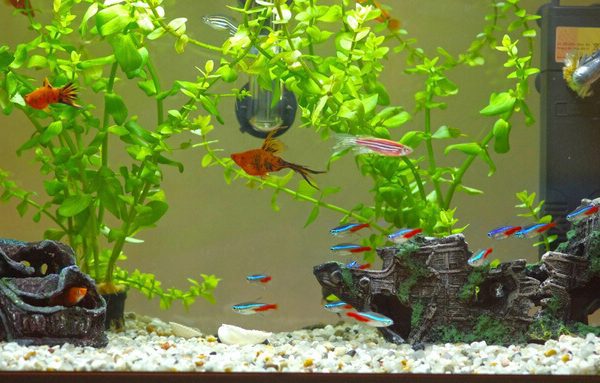 akvarium-tisztitas-600x383