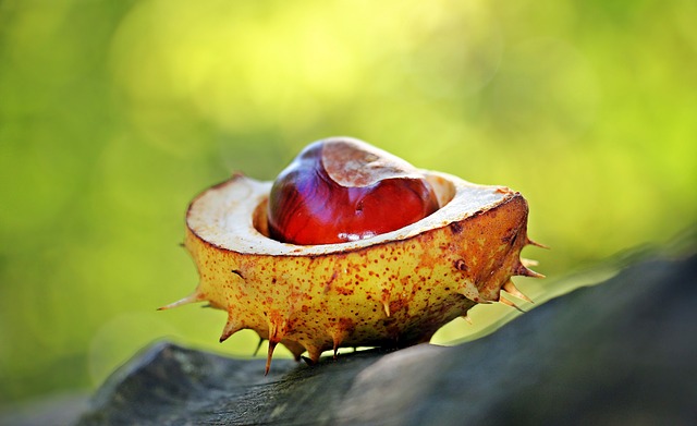 chestnut-1698730_640